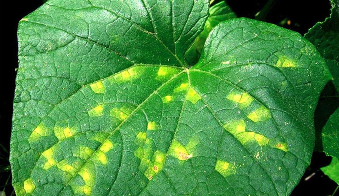 Kuidas päästa põllukultuuri peronosporoosist: need rahvapärased meetodid on agronoomidele tundmatud