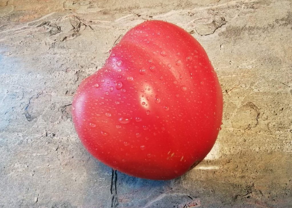 Hiiglaslike köögiviljade kasvatamine ilma kemikaalideta: saladused, millest naabrid vaikivad