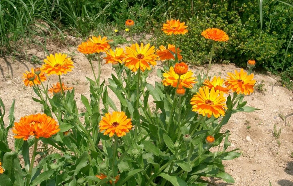 Calendula officinalis