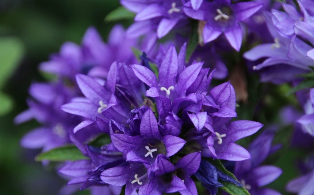 Campanula glomerata