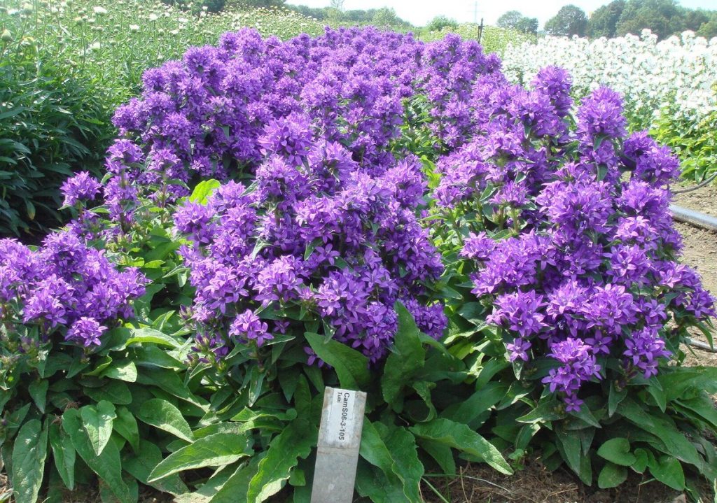 Campanula glomerata