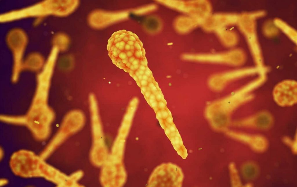 Clostridium tetani