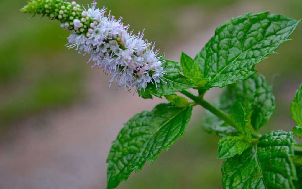 Mentha piperita