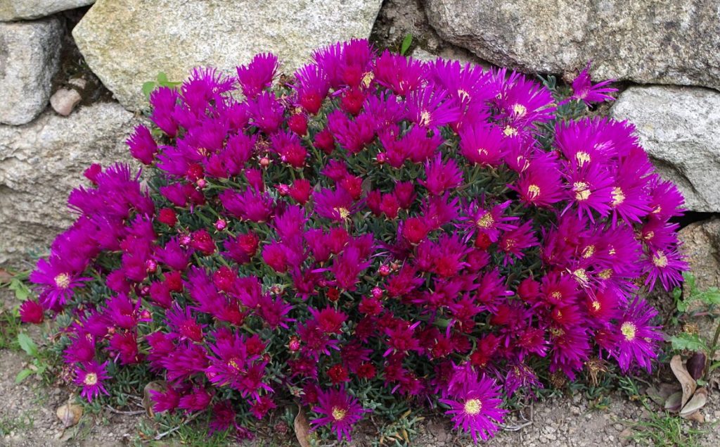Lampranthus spectabilis: kuidas hoolitseda heleda mahlakassi eest