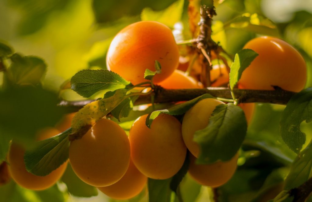 Aprikoosid oma kätega: kuidas kasvatada puu nullist ja ilma kuludeta