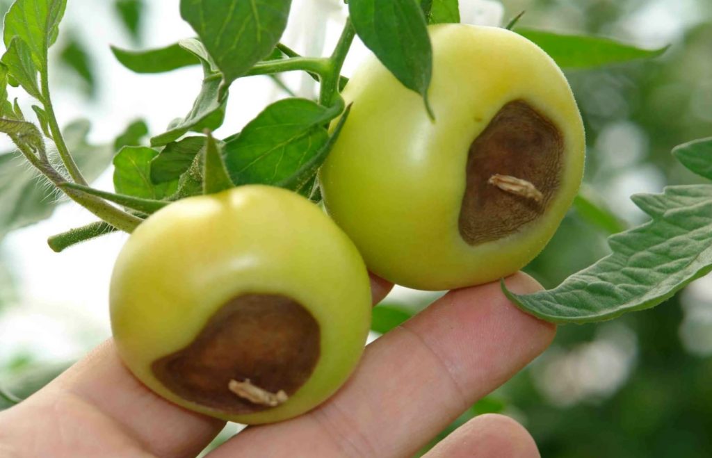 Lihavõttepühade salati asemel kastan ma sellega oma tomatitaimi. Tugevdav väetis, mis kaitseb tomateid raskete haiguste eest ja muudab viljad mahlakamaks.