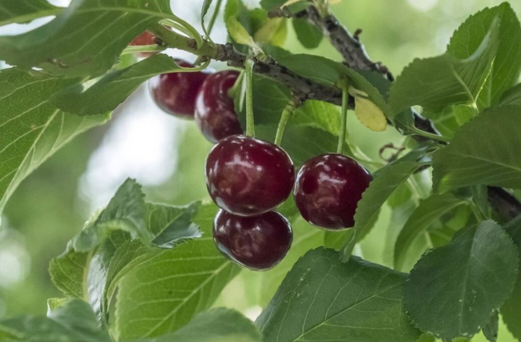 Parimad kirsisordid, mis ei kasvata võrseid - ainult marju