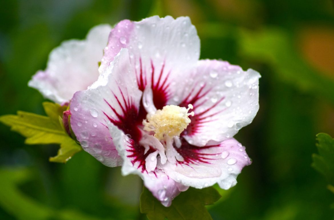 Hibiskus, tuntud kui Hiina roos