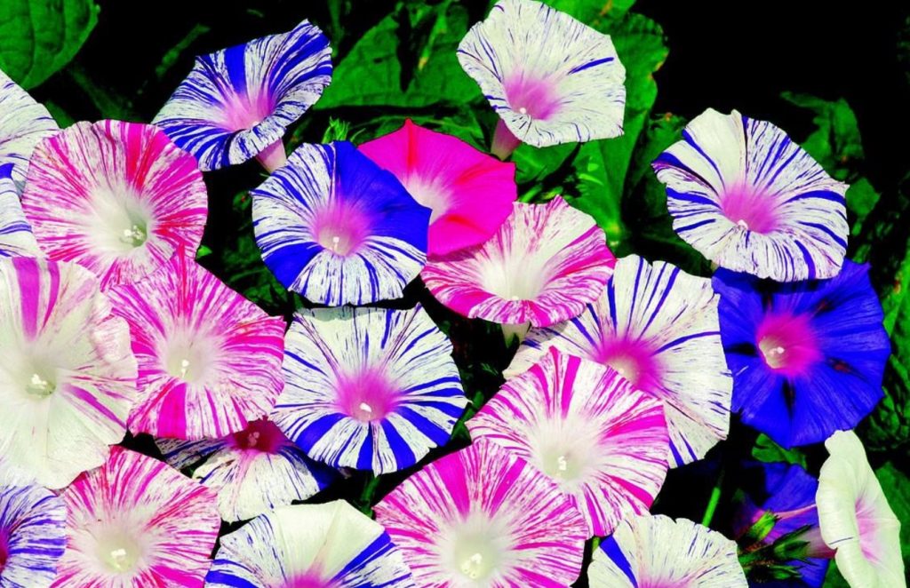 Ipomoea: ilus uus taim teie aeda