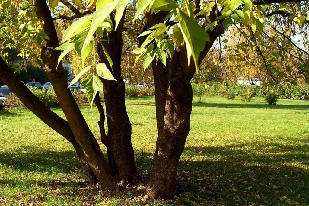 See puu imeb mullast elu välja: kihla vedada, et sa seda ei teadnud?