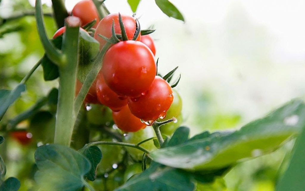 Mida panna tomatite auku, et koguda ämbritäis põõsast