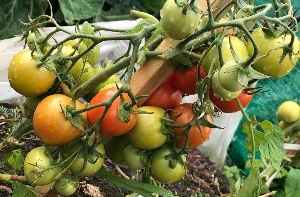 Mida panna tomatite auku, et koguda ämbritäis põõsast