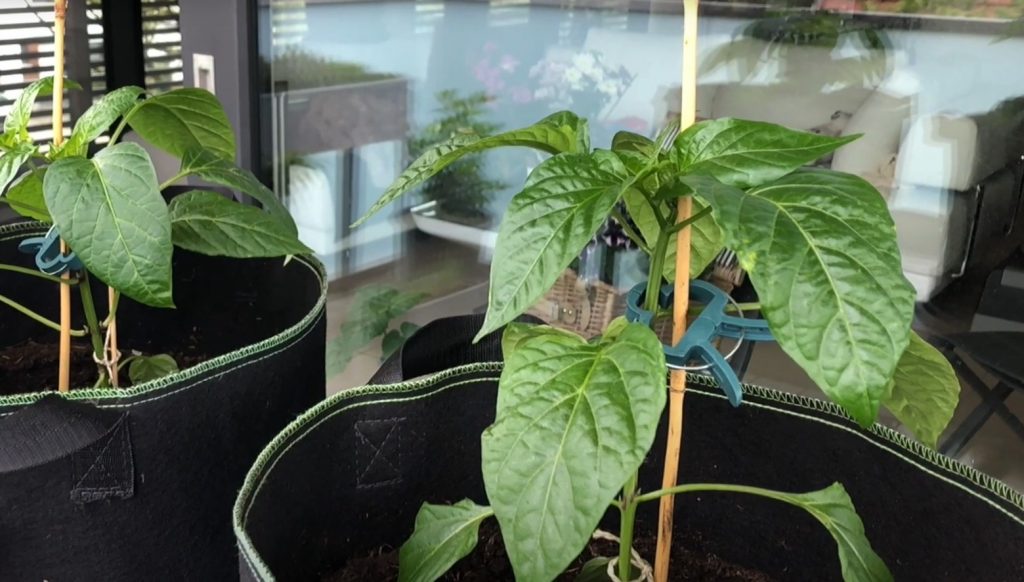 Salajane väetis nõgestest, millest paprika kasvab nagu pärmil