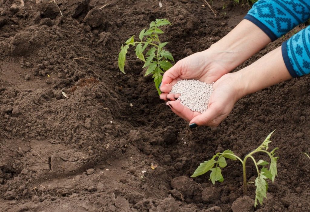 Mulla ettevalmistamine tomatite kasvatamiseks. Milline on parim muld? Tomatite istutamine mulda