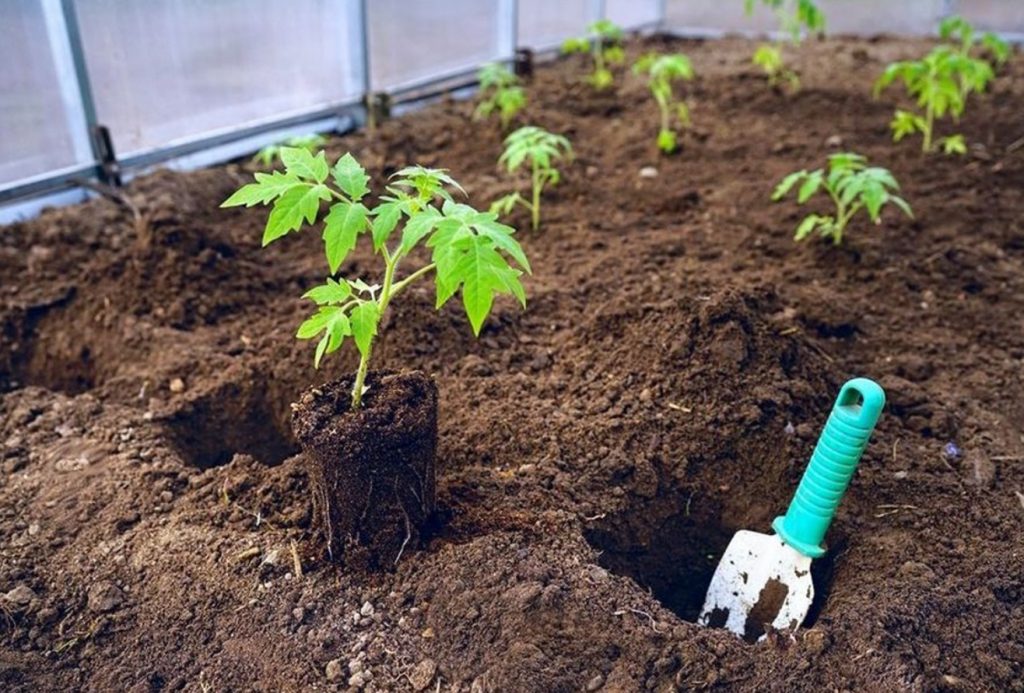 Mulla ettevalmistamine tomatite kasvatamiseks. Milline on parim muld? Tomatite istutamine mulda