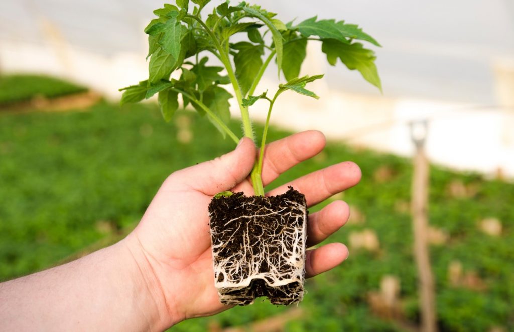Mulla ettevalmistamine tomatite kasvatamiseks. Milline on parim muld? Tomatite istutamine mulda