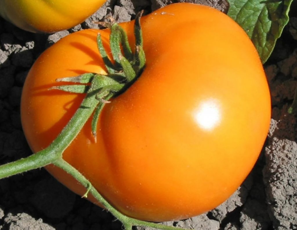 Kogenud aednikud valivad need kaks tomatisorti. Tomatitega koormatud