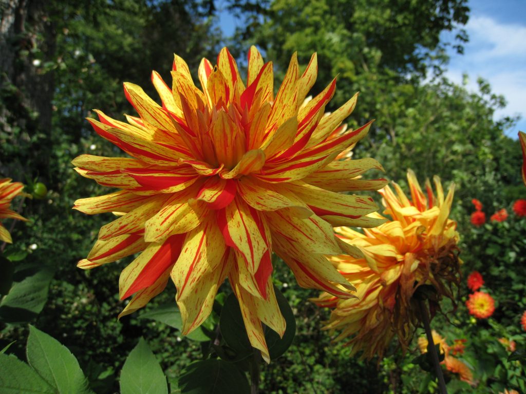 Dahlia: ebatavaline ja mitmekesine
