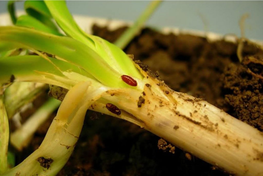 Rootsi agronoom avalikustas tõhusa vahendi sibulakärbse vastu