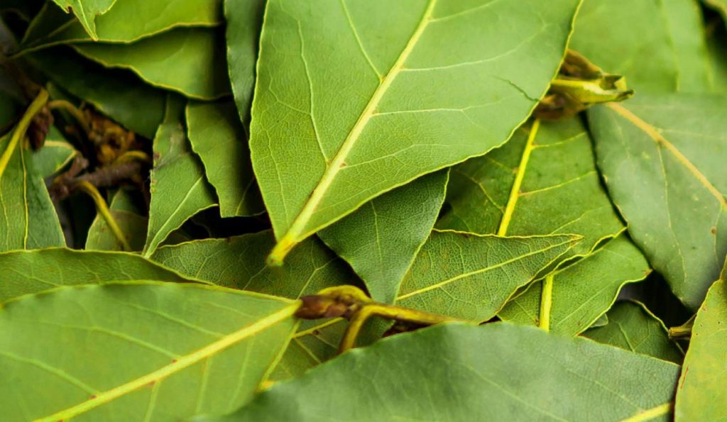 Kas herned on rünnanud lehtkirbud? Riputage see peenrale: kahjurid kaovad ühe päevaga