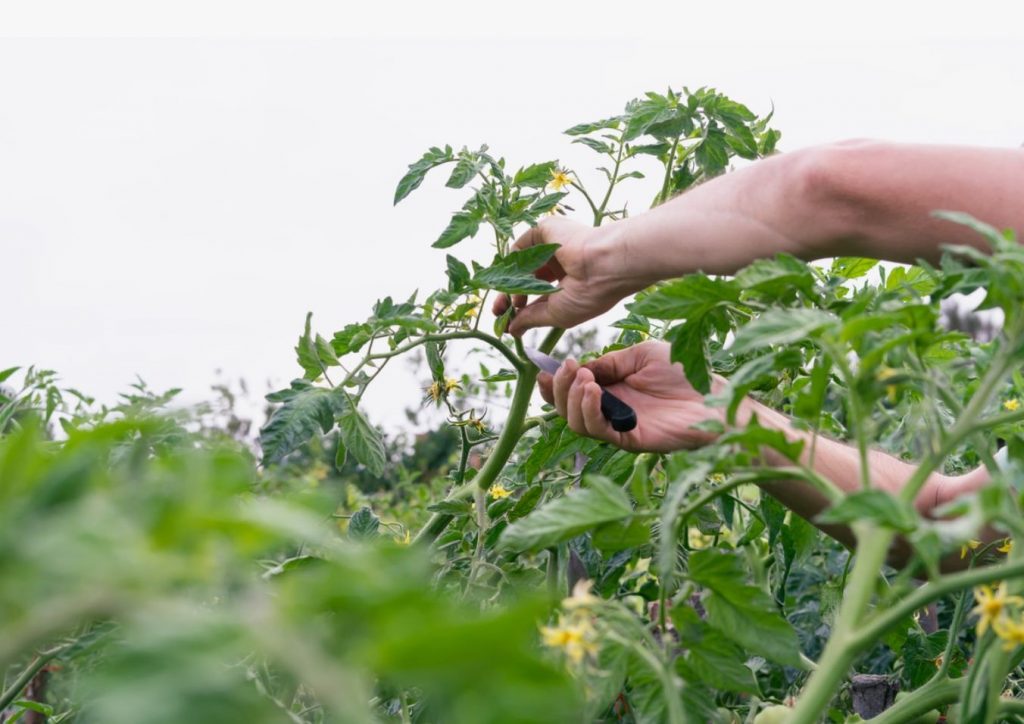 Tomatite kärpimine, mis päästab saagi: kuidas võrsed takistavad viljade kasvu