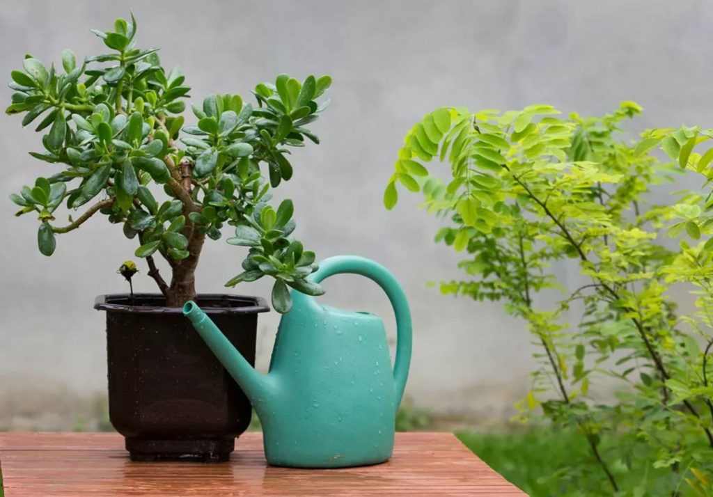 Rohke puu algab juurtest: mida vajab krassula, et olla rikkalik