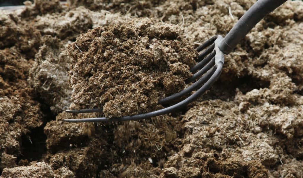 Miks pioonid ei õitse? Maisi võtt, mis äratab isegi vanad põõsad