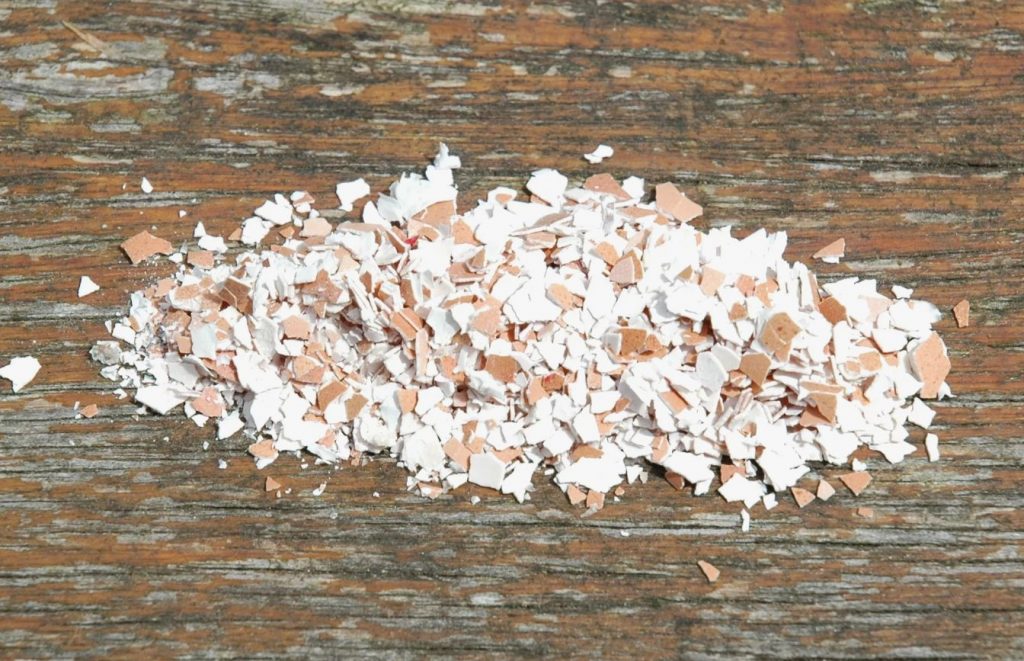 Miks peab munakoorikud kirsside alla matma? Trikk, mis paneb suvitajad rõõmustama