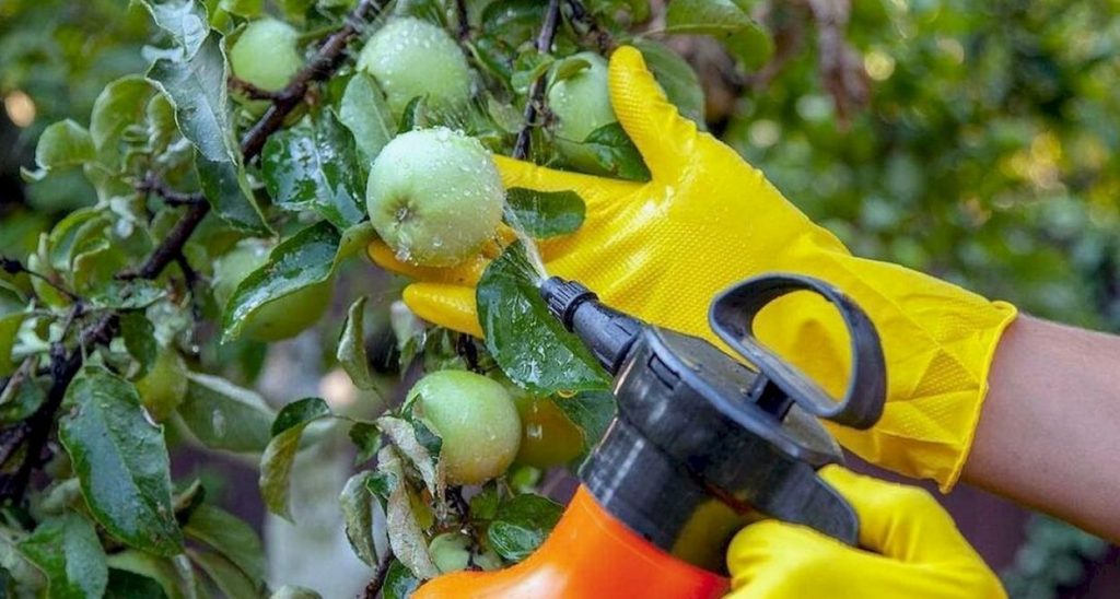 Kuidas kaitsta õunapuid puuviljakärbest ilma kemikaalideta? Hämmastav meetod suve alguseks