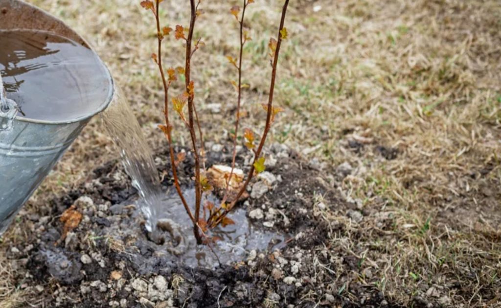 Tuttav pilt: veel eile oli põõsas marjadest tulvil, aga täna seisab see närtsinud, väikeste lehtede ja nullkasvuga