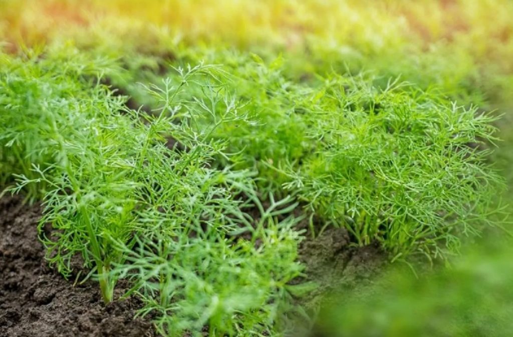 Kuhu istutada till, et see kasvaks mahlakas ja aromaatne: oluline reegel