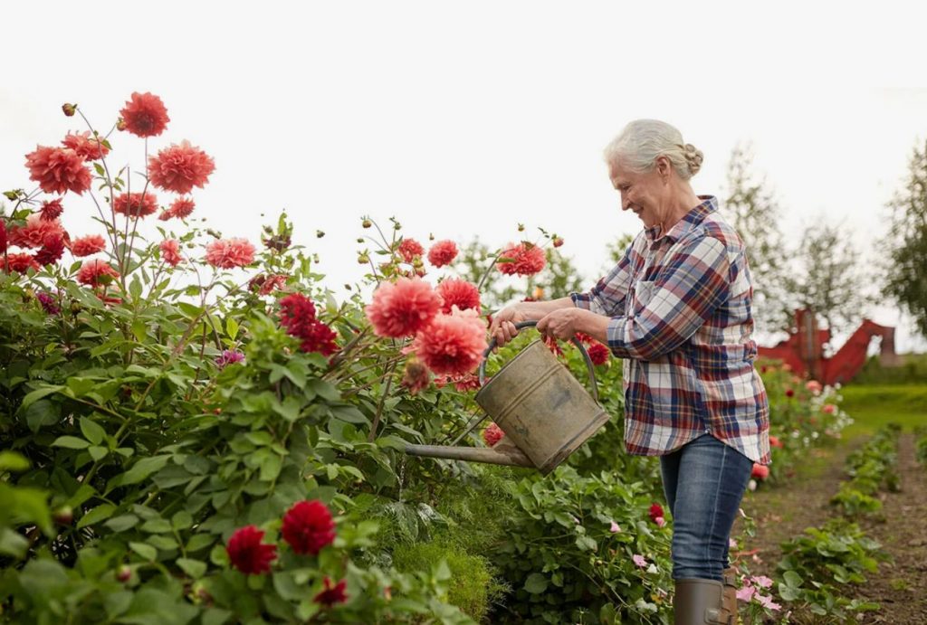 Dahlia: ebatavaline ja mitmekesine