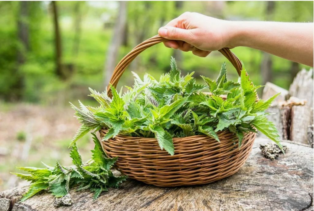 Mida panna tomatite istutamisel auku: saate saagi ämbritega korjata