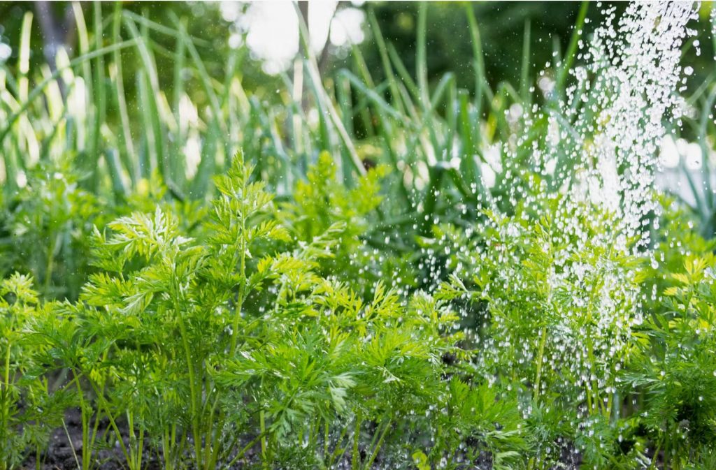 Till kasvab lopsakaks, kui lisada kastmisvettele natuke seda