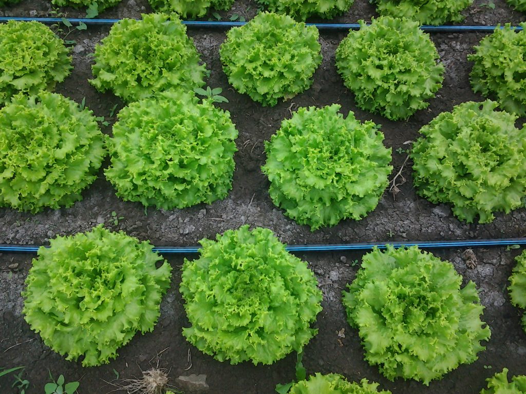 Roheliste salatite kasvatamine oma aias on mitte ainult lihtne, vaid ka kasulik