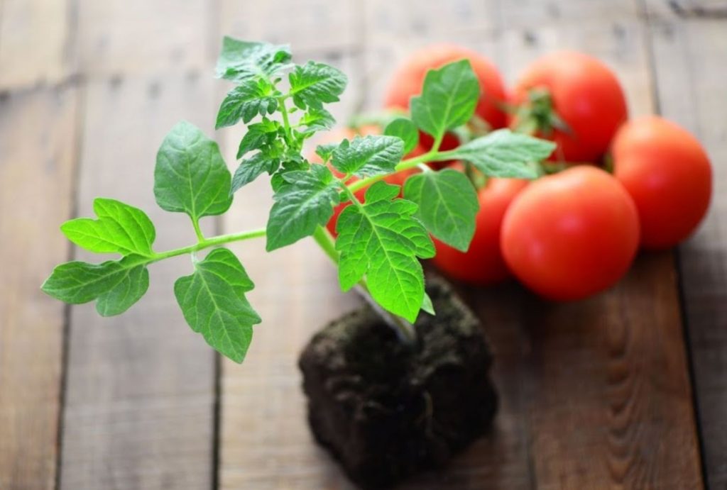 Istuta mõistlikult, mitte kalendri järgi: salajased kuupäevad tomatite istutamiseks