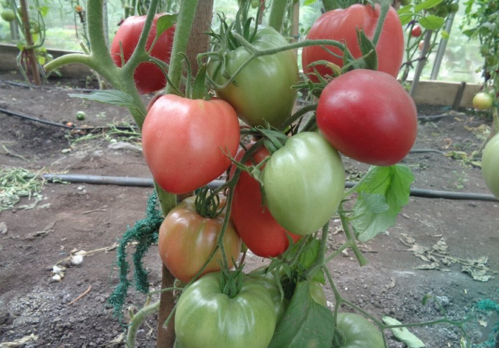 Kas tasub istutada kaks tomatit ühte auku: ärge usaldage selliseid nõuandeid andvaid suvitajaid