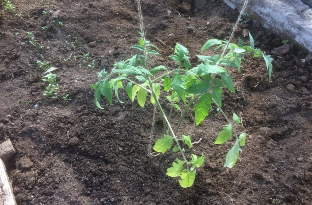 Kas tasub istutada kaks tomatit ühte auku: ärge usaldage selliseid nõuandeid andvaid suvitajaid