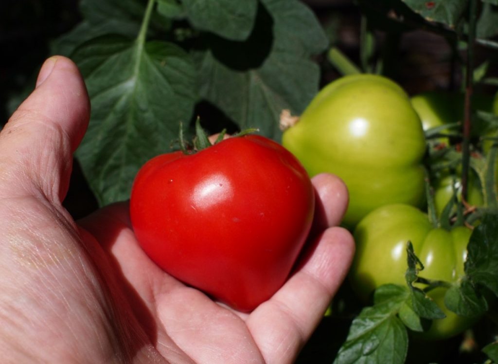 Kas tasub istutada kaks tomatit ühte auku: ärge usaldage selliseid nõuandeid andvaid suvitajaid