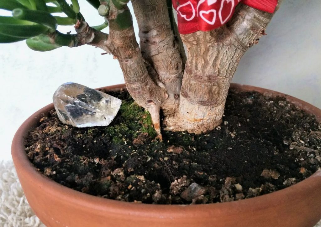 Rohke puu algab juurtest: mida vajab krassula, et olla rikkalik