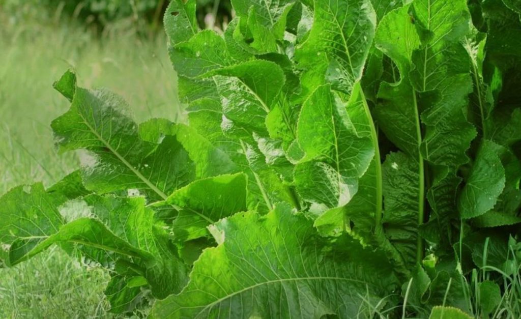 Eristada mädarõika umbrohust: tuleb vaadata lehti, mitte juurida