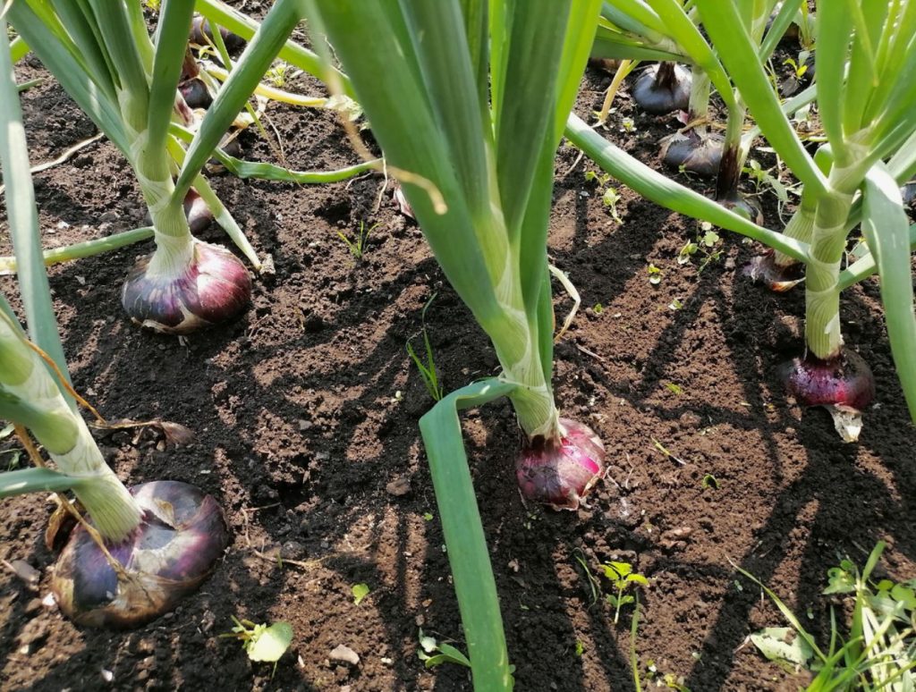 Rootsi agronoom avalikustas tõhusa vahendi sibulakärbse vastu