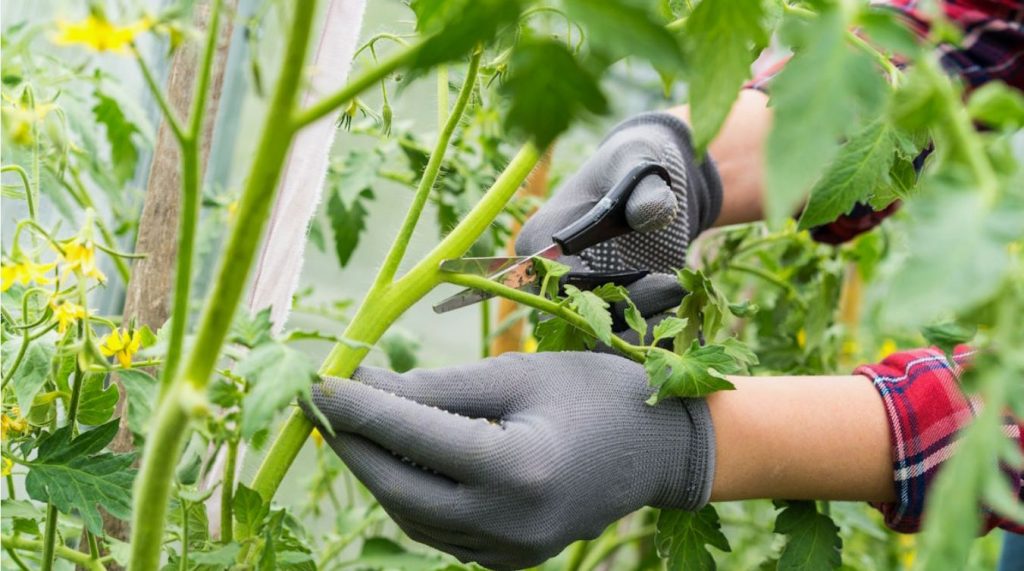 Tomatite kärpimine, mis päästab saagi: kuidas võrsed takistavad viljade kasvu
