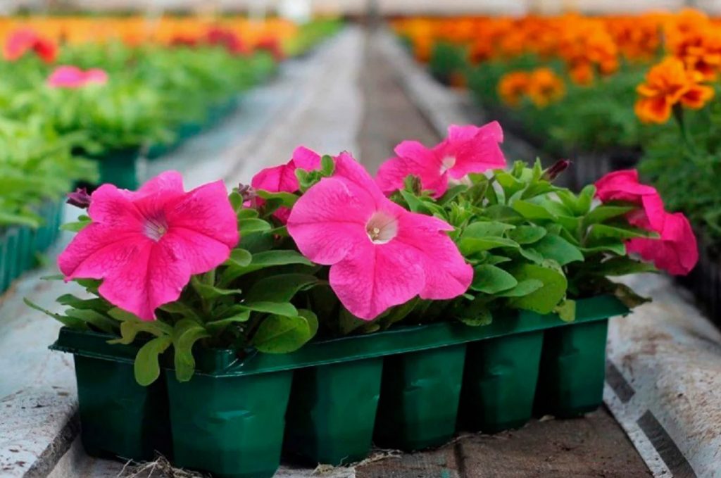 Ei kasva ega õitse? See tähendab, et petunia vajab toitu – siin on, mida talle lisada