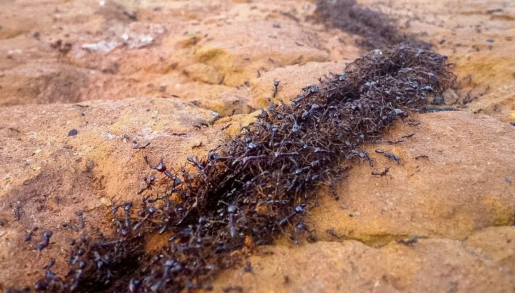 Kas tasub võidelda sipelgatega aias: kogenud suvitajad teevad nii