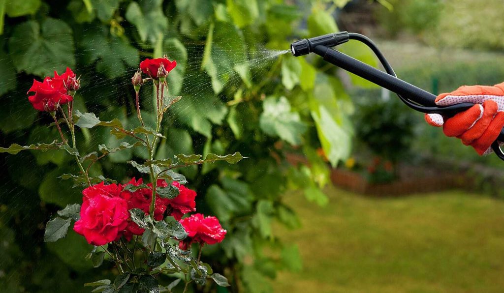 Kogu tõde suvise rooside istutamise kohta: kas see on võimalik ja kas see on mõttekas