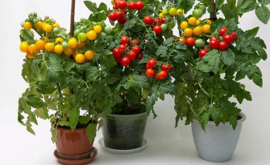 Kuidas kasta tomatit potis: sellest sõltub tomatite mahlakus