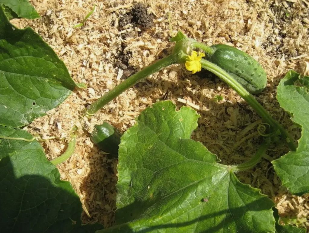 Kuidas kastada kurke juuni alguses, et need viljeleksid septembrini: saladus vanaema märkmikust