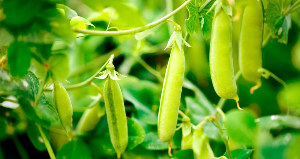Herned parandavad mulda ja aitavad naabritele – ärge istutage neid üksi