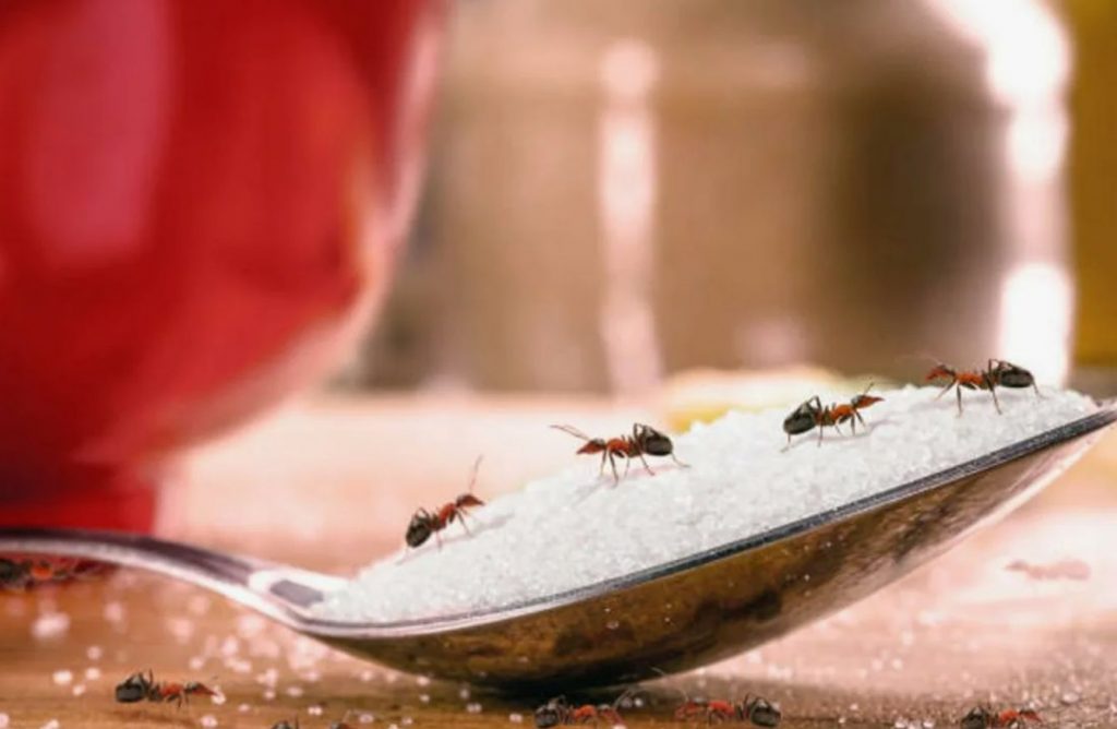 Kuhu panna vana teeleht? See päästab teie peenrad juunis umbrohtudest